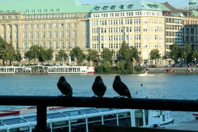 Birds perching on railing in city