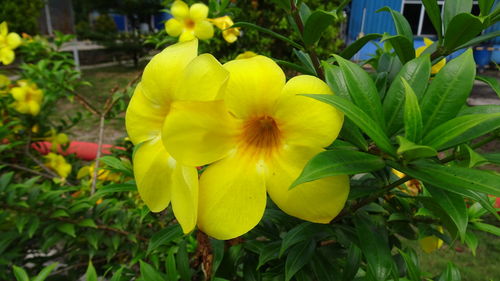 Close-up of yellow flowering plant