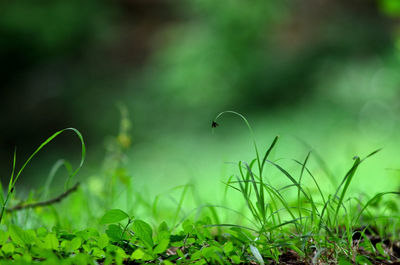 Close-up of grass on field