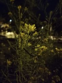 Close-up of yellow flowering plant on field