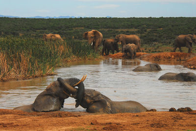 Horses in a lake