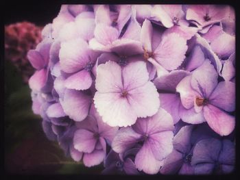 Close-up of fresh flowers blooming outdoors