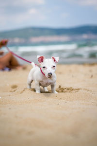 Portrait of dog on beach