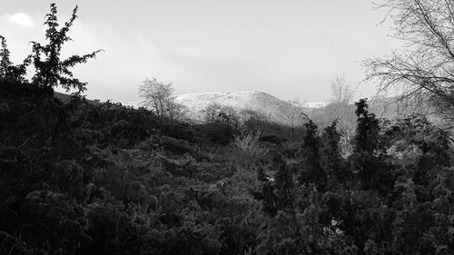 Trees on landscape against sky