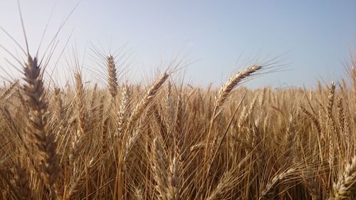 Close-up of wheat field against sky