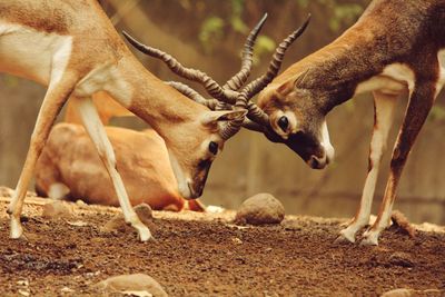 Close-up of deer