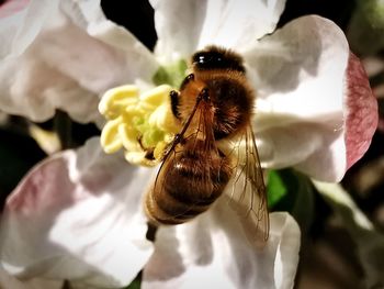 Close-up of bee pollinating flower