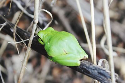 Close-up of green leaf perching on plant