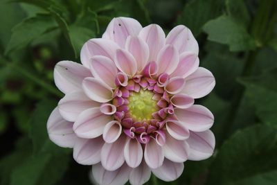 Close-up of pink dahlia blooming outdoors