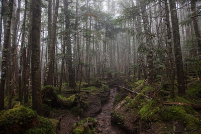 Trees in forest