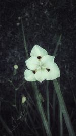 Close-up of white flower blooming outdoors