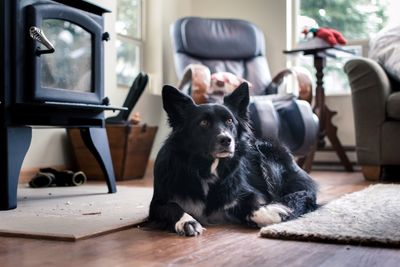 Close-up of dog lying on floor