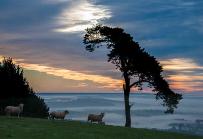 Scenic view of field against cloudy sky