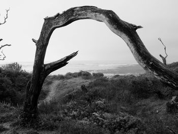 Bare tree on landscape against clear sky