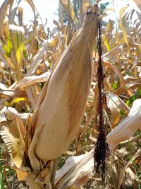 Close-up of crops on field