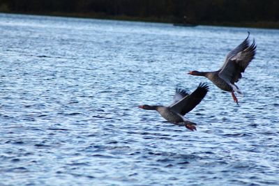 Bird flying over lake