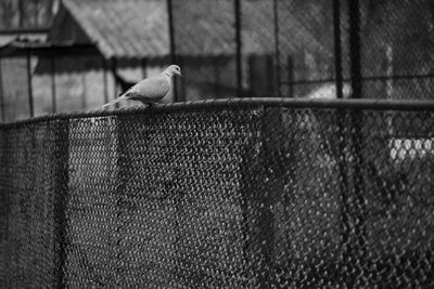 Close-up of bird perching on wall