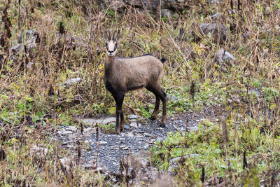 Deer standing on field