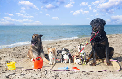 Dogs on beach against sky