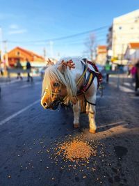 domestic animals
