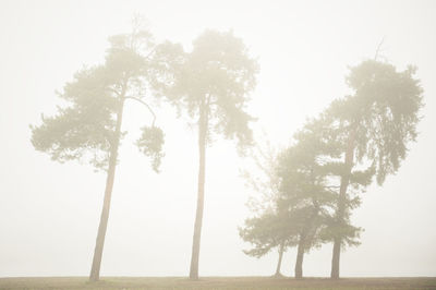 Trees on field against sky