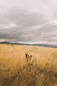 Dog on grassy field against cloudy sky