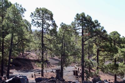 Trees in forest