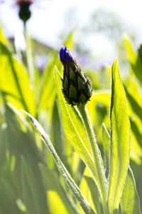 Close-up of insect on plant