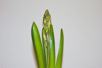 Close-up of leaf against white background