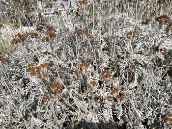 Close-up of snow on leaf during winter