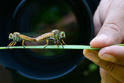 Close-up of hand holding insect