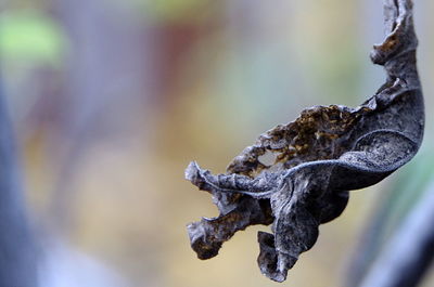 Close-up of plant against blurred background