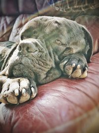 Close-up of a dog sleeping