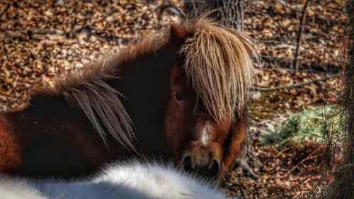 Close-up of horse