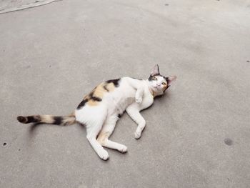 High angle view of cat lying on road