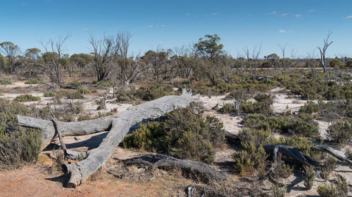 Landscape around the wave rock, famous place in the outback of western australia