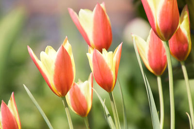 Close-up of tulips in field