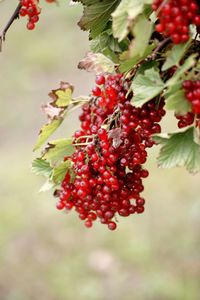 Close-up of berries growing on tree