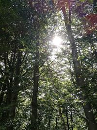 Low angle view of trees in forest