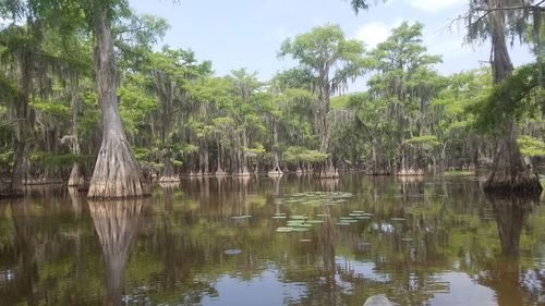 Scenic view of lake against trees in forest