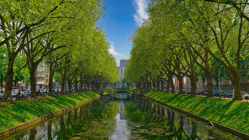 Scenic view of tree-lined canal against sky