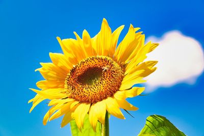 Close-up of sunflower against blue sky