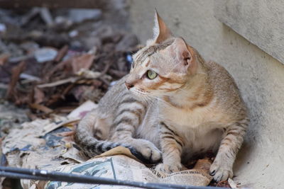 Cat looking away