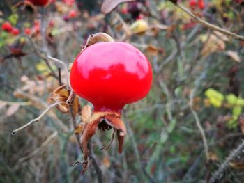 Close-up of red berries