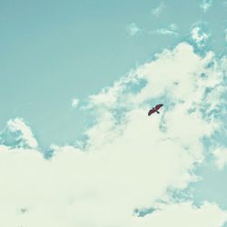 Low angle view of bird flying in sky