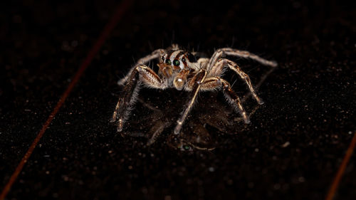 Close-up of spider