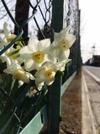 Close-up of yellow flowers