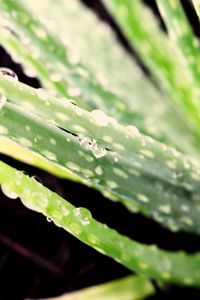 Close up of leaves