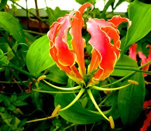 Close-up of orange flower blooming outdoors