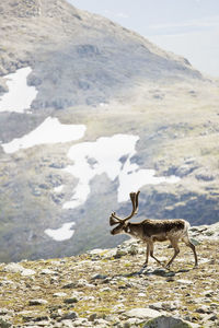 Reindeer walking on mountain